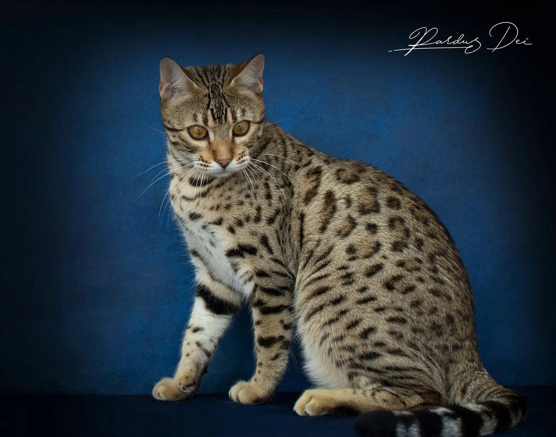 chat bengal